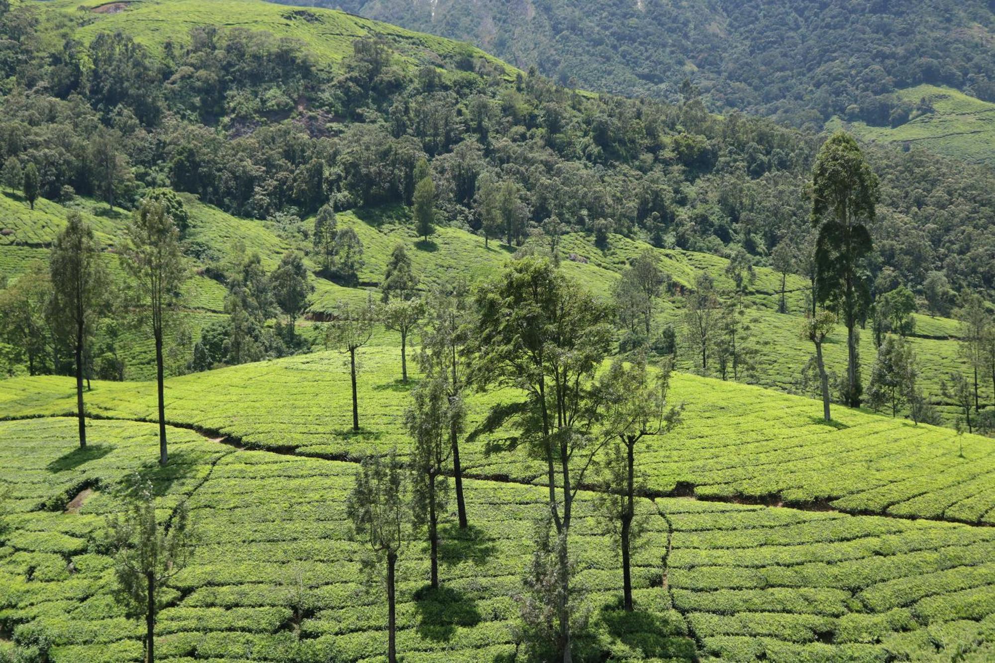 Asprin Homestay Munnar Bagian luar foto