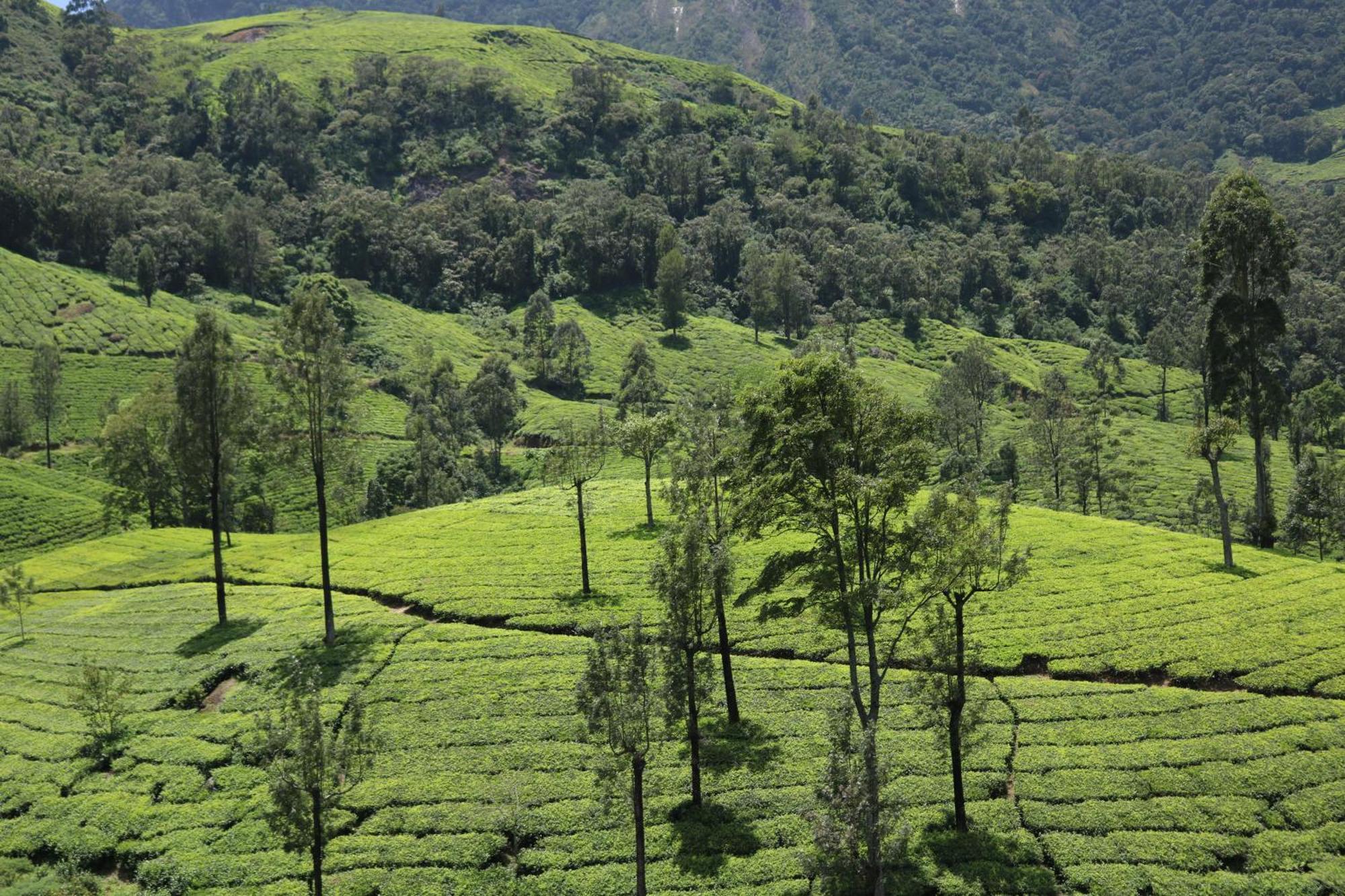 Asprin Homestay Munnar Bagian luar foto